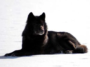 Alexander Archipelago wolf. Image-U.S. Fish and Wildlife Service