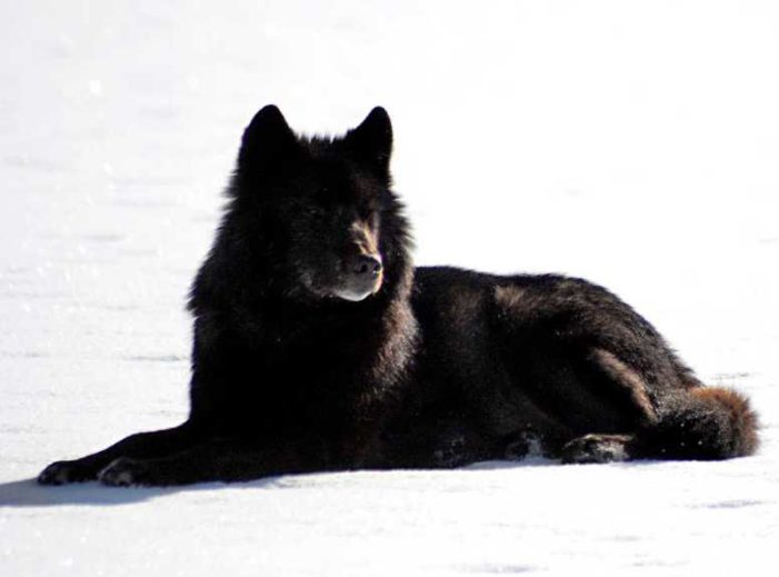 Lawsuit Launched to Protect Rare Southeast Alaska Wolf