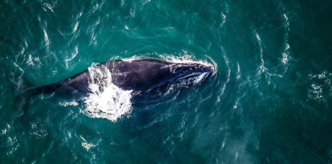 An aerial view of the North Pacific right whale. Image-NOAA