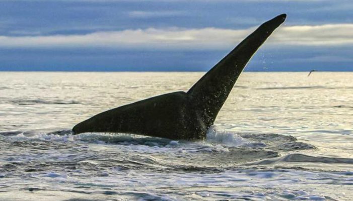 North Pacific Right Whale Research in Alaska
