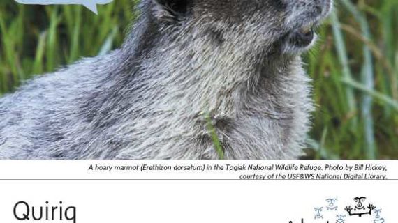 Hoary Marmot-Alutiiq Word of the Week-September 12th