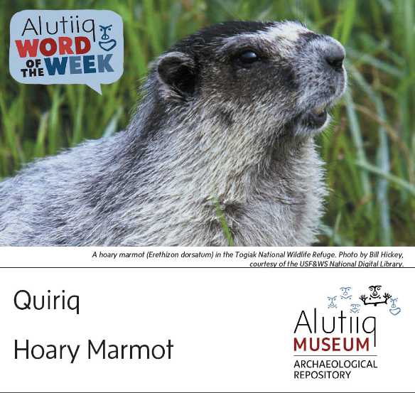Hoary Marmot-Alutiiq Word of the Week-September 12th