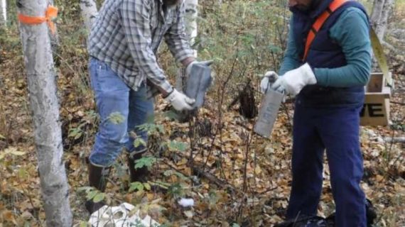 Setting traps to catch an Alaska virus
