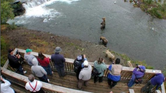 Three Men Charged for Illegally Leaving the Brooks Falls Viewing Platform and Wading into the Brooks River