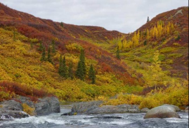 Colors of deciduous trees and bushes along the Delta River in Interior Alaska. Image-Ned Rozell