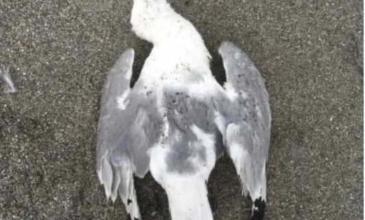 Cause of seabird die-offs still unknown