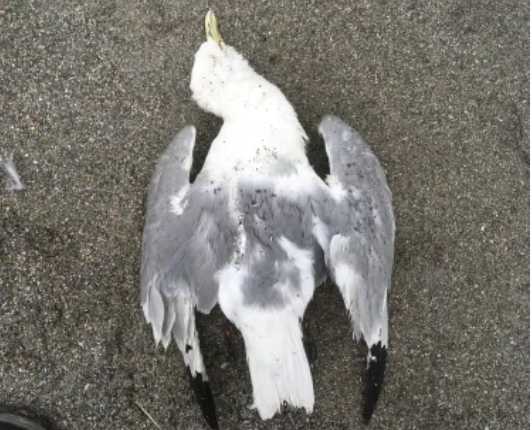 Cause of seabird die-offs still unknown