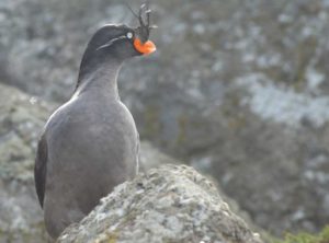 A Crested Auklet, a seabird that breeds on the islands of western Alaska including the Aleutians. Image-Hector Douglas