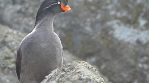 Fluorescent bill may be seabird’s neon sign