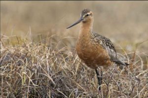 A male Bar-Tailed Godwit near Prudhoe Bay during the Summer breeding season. Photo by Zachary Pohlen