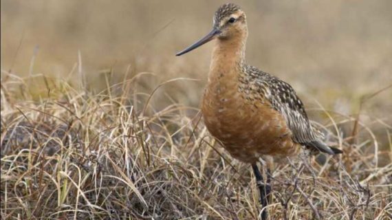 Shorebirds depend on wee slivers of Alaska