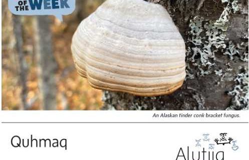 Bracket Fungus-Alutiiq Word of the Week-November 8th