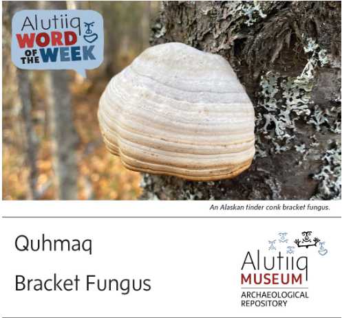 Bracket Fungus-Alutiiq Word of the Week-November 8th