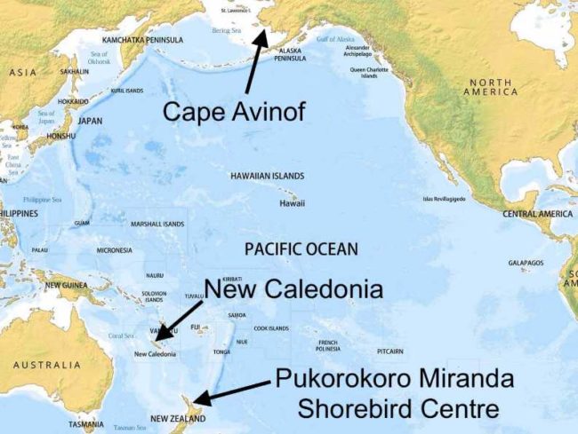 A map showing Cape Avinof in Alaska, where the male bar-tailed Godwit returned to feed after failing to reach New Zealand on its first attempt, New Caledonia, where the bird flew on its second attempt, and New Zealand, where the bird finally reached its wintering grounds on November 9th.