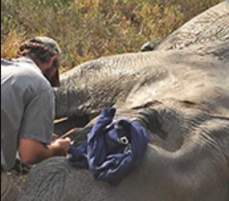 Scientists pinpoint genes for tuskless African elephants Examination of tuskless female elephant. Image-Nation Science Foundation