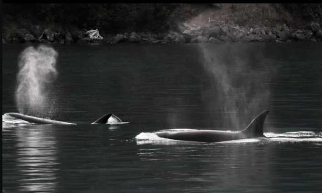 Killer WWhales in the Gulf of Alaska. Photo courtesy of the North Gulf Oceanic Society. NMFS permit 20341