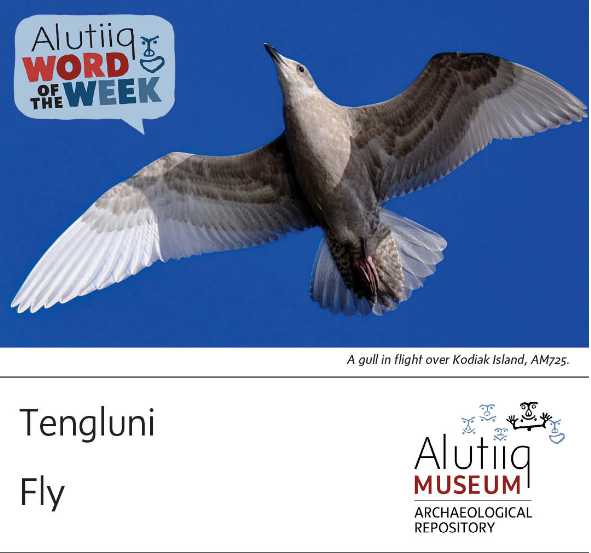 Fly-Alutiiq Word of the Week-November 29th