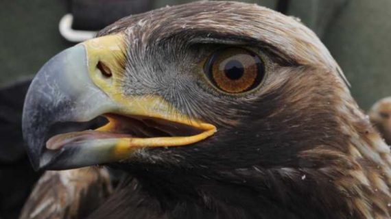 Thousands of golden eagles depend on Alaska