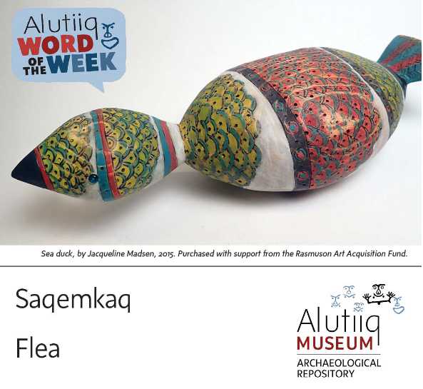 Flea-Alutiiq Word of the Week-December 13th