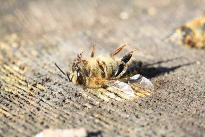EPA Sued Over Refusal to Close Deadly Pesticide Loophole Decimating Honey Bees