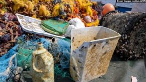 Coastal marine life are getting a ride on plastic containers like these that make their way to the ocean. (Courtesy of Ocean Voyages Institute)
