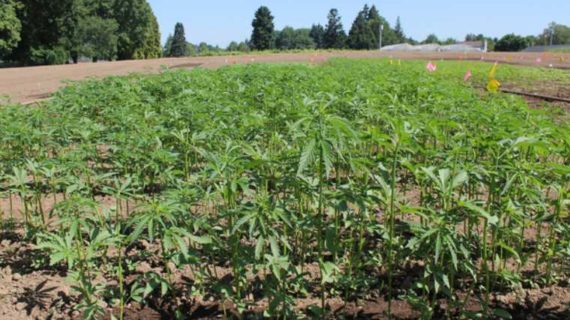 Oregon State Research Shows Hemp Compounds Prevent Coronavirus From Entering Human Cells