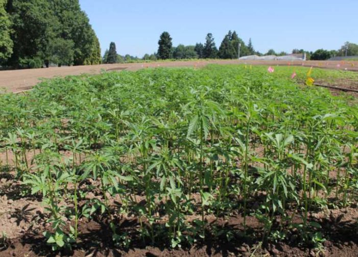 Oregon State Research Shows Hemp Compounds Prevent Coronavirus From Entering Human Cells