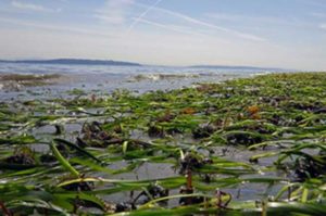 Coastal ecosystems depend on eelgrass beds, such as one on Bainbridge Island, Washington. Credit: David Ayers/USGS