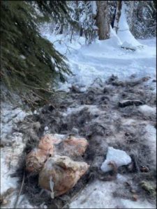 The remains of a moose calf lie in the snow north of Goldstream Creek near Fairbank after December's heavy snow and freezing rains. Image-S. Bishop. 