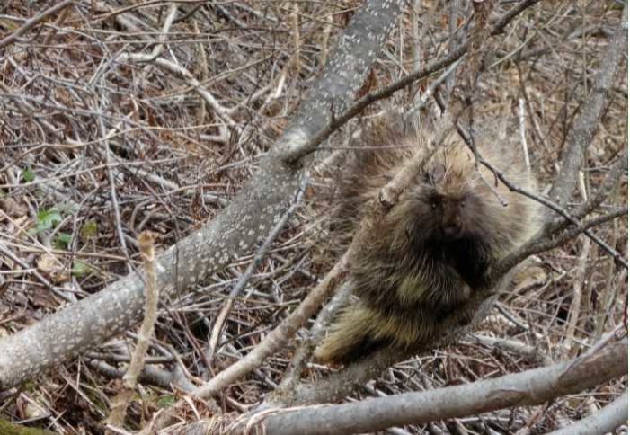 The Porcupine’s Winter in Slow-Motion