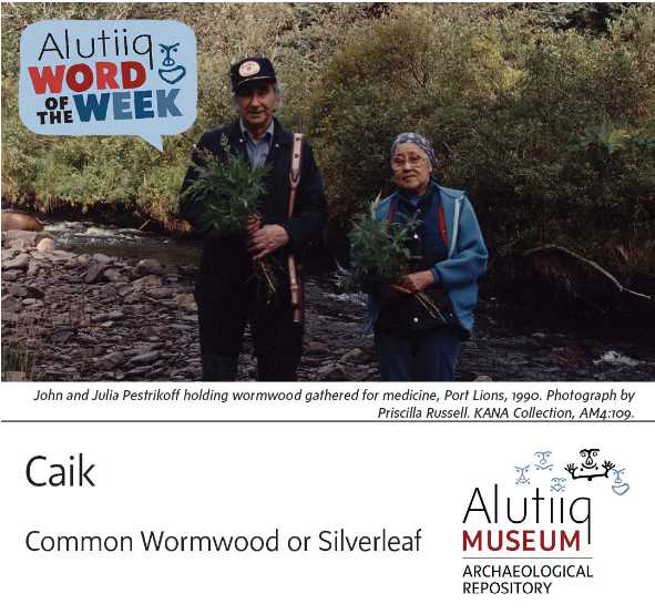 Wormwood/Silverleaf-Alutiiq Word of the Week-January 23rd