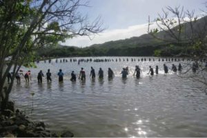 Surveying native fishes at traditional fish ponds in Hawai’i. Photo courtesy Ginny Eckert.