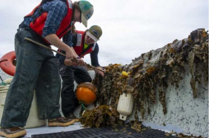 University of Alaska Announces Mariculture Conference, Mariculture for Alaska’s Future