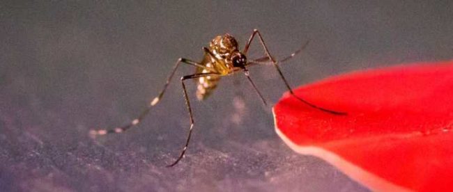 New research shows that Aedes aegypti mosquitoes are attracted to specific colors, including red. Kiley Riffell