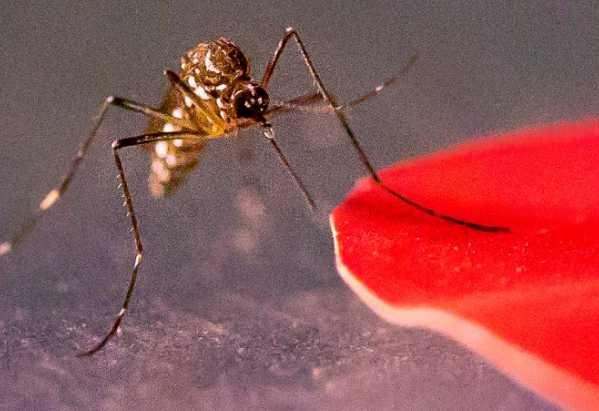Mosquitoes are seeing red: Why new findings about their vision could help you hide from these disease vectors