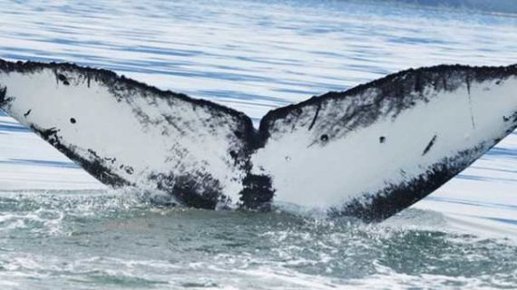 Flame: Juneau, Alaska’s Wildlife Superstar