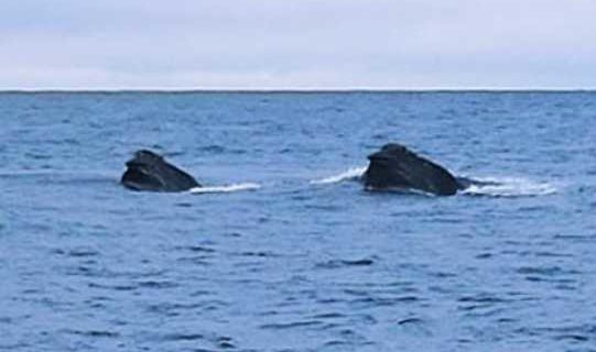 New Photos May Be First Visual Evidence Of North Pacific Right Whales Feeding In Bering Sea In Winter