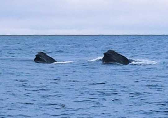 New Photos May Be First Visual Evidence Of North Pacific Right Whales Feeding In Bering Sea In Winter