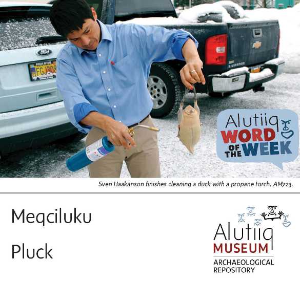 Pluck-Alutiiq Word of the Week-February 28