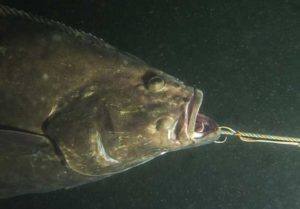A Pacific halibut gets hooked. Credit: Art Sutch