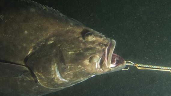 Alaska Halibut Season Opens March 6