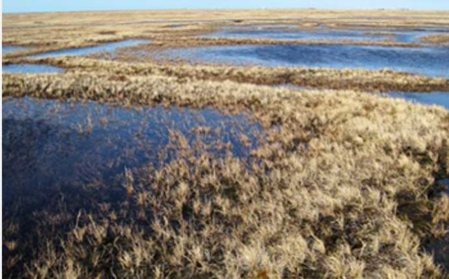 Scientists have identified and mapped 1.2 billion ice wedge polygons in Arctic permafrost. Credit: Anna Liljedahl