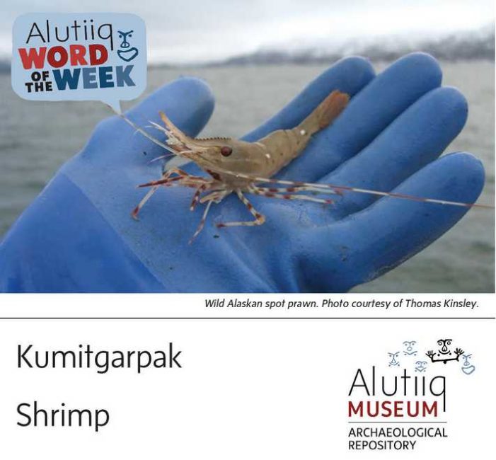 Shrimp-Alutiiq Word of the Week-March 28th