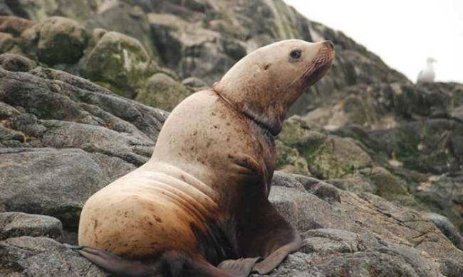 A Steller sea lion with a packing band around its neck. Credit: Lauri Jemison, ADFG, 2011, taken during research conducted by Alaska Department of Fish and Game under NMFS Permit #14325.