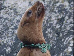 Sea lion entangled in a green net, near Juneau, AK. Credit: NOAA Permit #14325