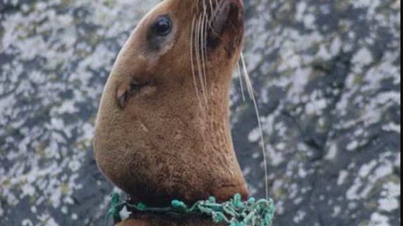 Pinniped Entanglement Group Brings Together a Worldwide Initiative