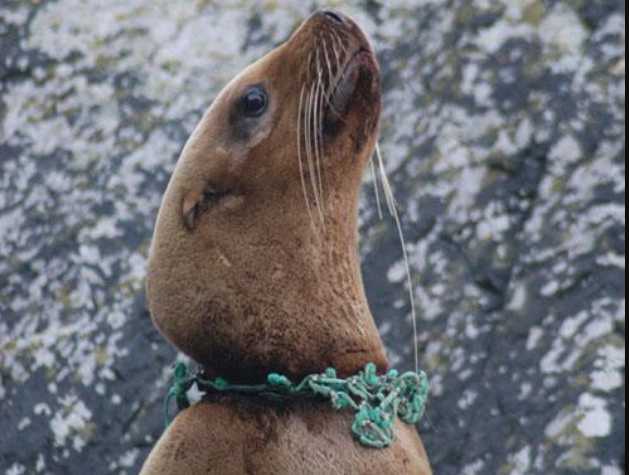 Pinniped Entanglement Group Brings Together a Worldwide Initiative