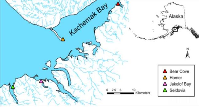 The Kelley Lab’s four sampling locations in Kachemak Bay. Image credit: Kelley Lab