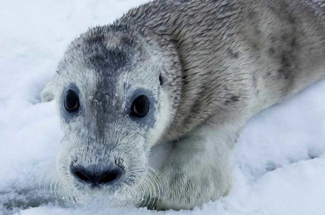 A bearded seal pup resting on sea ice. Credit: NOAA Fisheries/Shawn Dahle