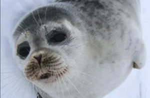 A ringed seal pup rests on sea ice. Credit: Alaska Department of Fish and Game/Stephanie Sell